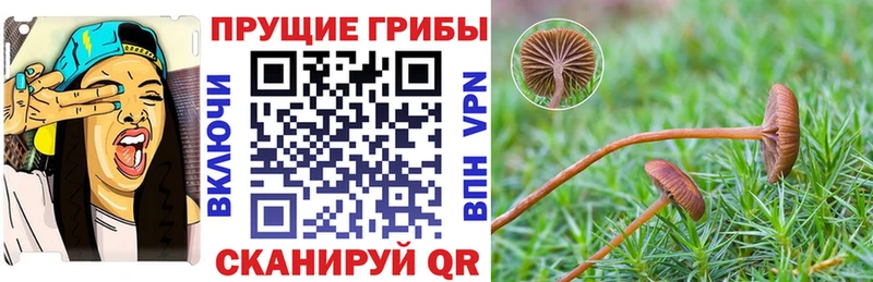 Галлюциногенные грибы мицелий  как найти закладки  Терек 